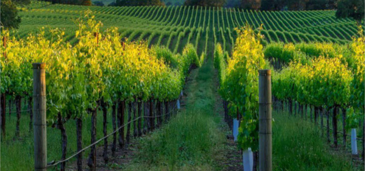 Winebuyers UK